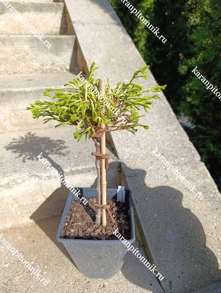 Кипарисовик Туполистный Гитте (штамб Ра45) фото